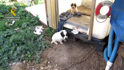 El Seprona localiza a la madre de cinco cachorros abandonados junto a unos contenedores