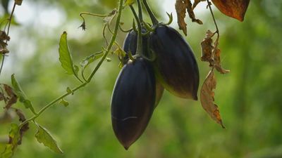 Los tomates negros que nada tienen que envidiar a los rojos