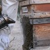 La trashumancia en la apicultura