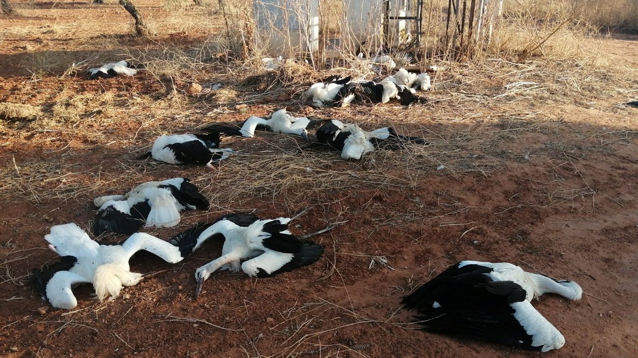 Cigüeñas muertas en un paraje de Marchena (Sevilla)