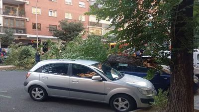 Cae una rama de 200 kilos y 20 metros de largo en medio de la calle Embajadores