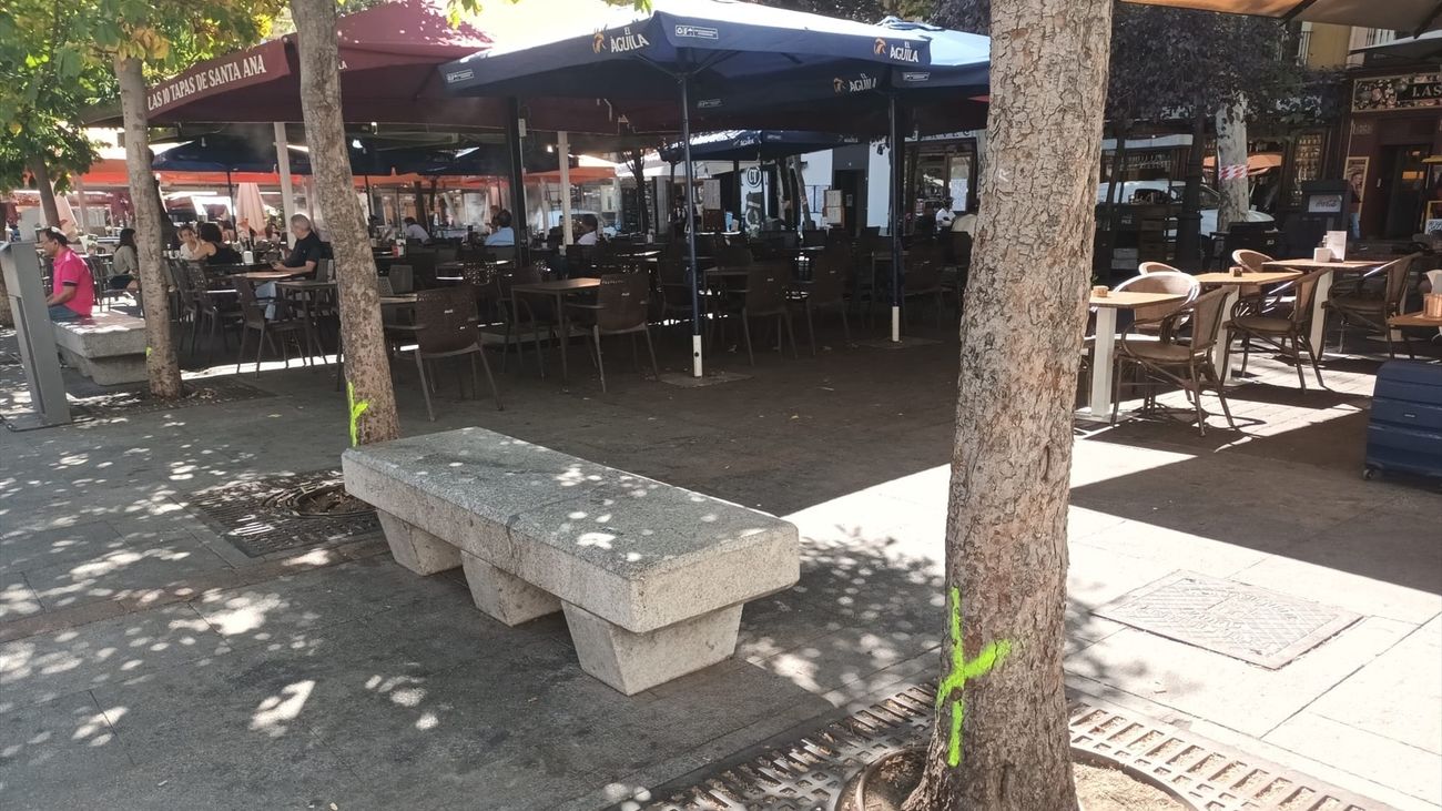 Árboles señalizados para talar en la Plaza de Santa Ana de la capital