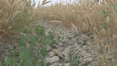 Cinco Comunidades Autónomas, cooperativas y agricultores piden a Planas que convoque la Mesa de la Sequía