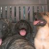 Abandonan cuatro cachorros de mastín en San Martín de la Vega