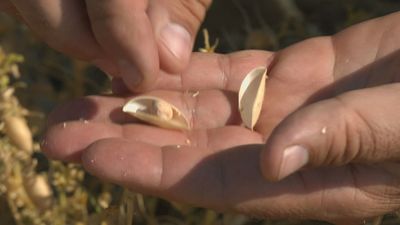 El verano, época de cultivo de los garbanzos de Daganzo de Arriba