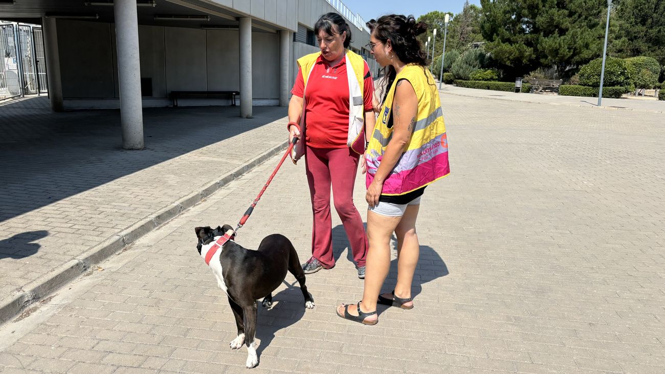 Voluntarias paseantes de mascotas del centro municipal de protección animal