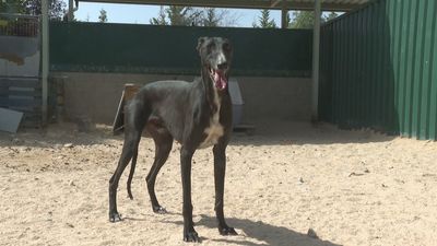 200 animales esperan familias de adopción en el Centro Integral de Acogida de Madrid