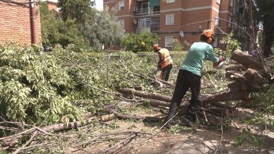 Preocupación en Alcalá de Henares por el mal estado del arbolado