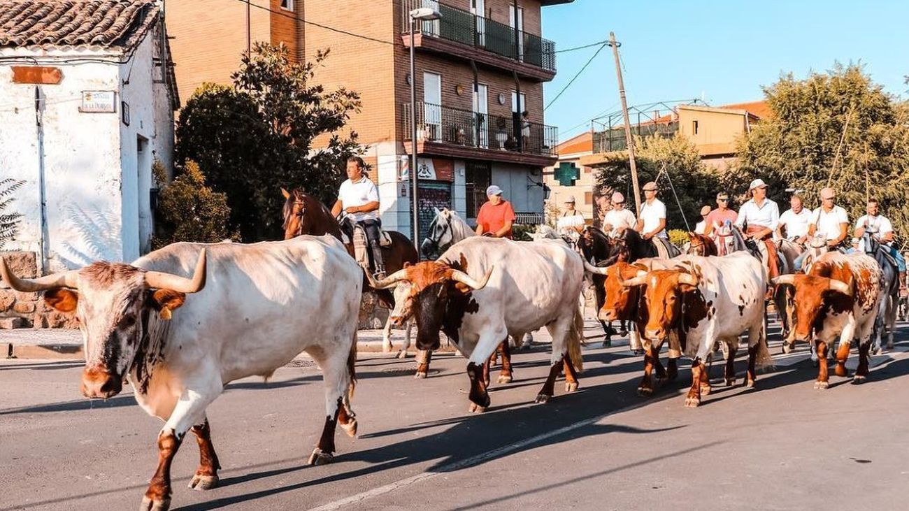 Bueyes recorriendo las calles de Manzanares en la trashumancia