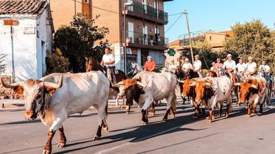 Manzanares retoma en fiestas su tradicional trashumancia de bueyes por la Cañada Real Segoviana