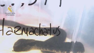 Proponen sancionar al vecino de Valdemorillo que fue mordido por su víbora por tener un animal peligroso