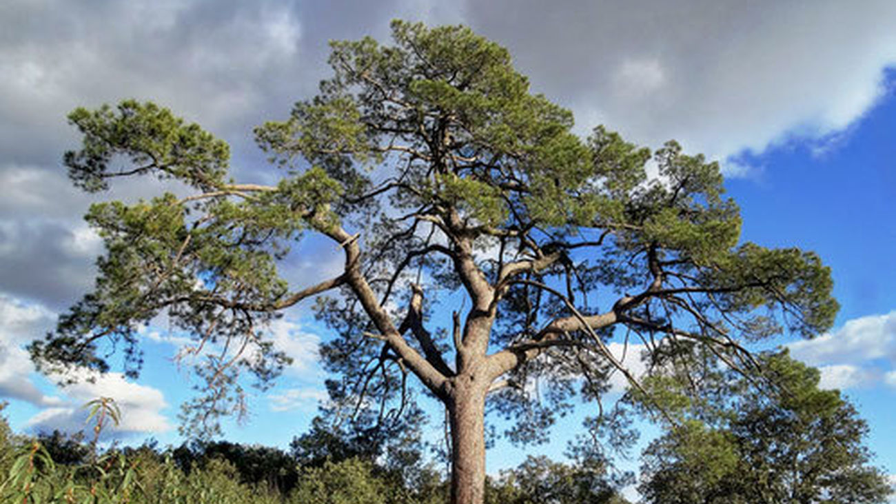 Pino alto de Peñarrubia en  Colmenarejo, árbol singular de la Comunidad de Madrid