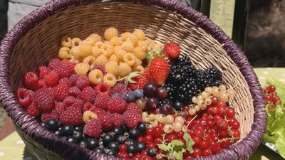 El cultivo de frutos rojos en Lozoya