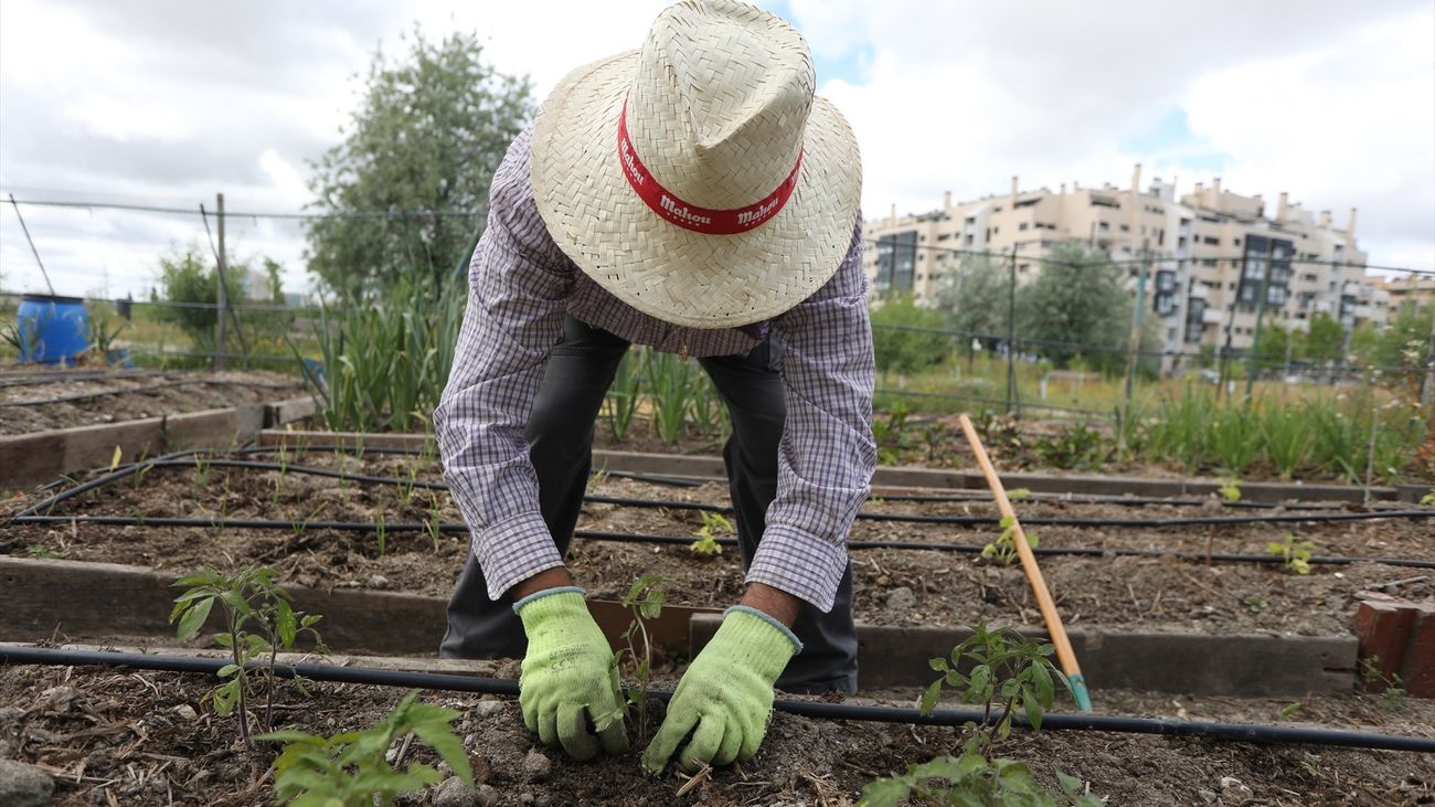 Un hombre trabajando en un huerto urbano