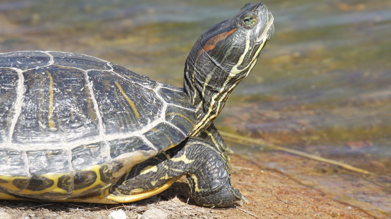 El galápago de Florida es un ejemplo de especie exótica invasora