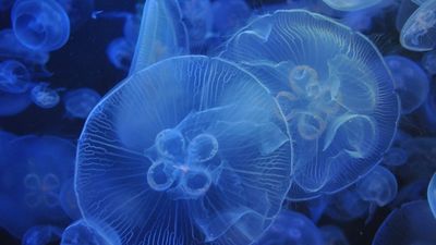 Con la altas temperaturas aumenta también el número de medusas en nuestras playas