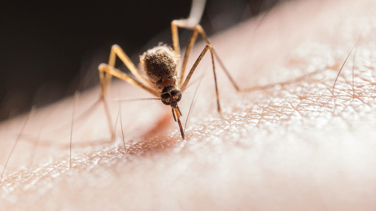 Mosquito trasmisor del virus del Nilo