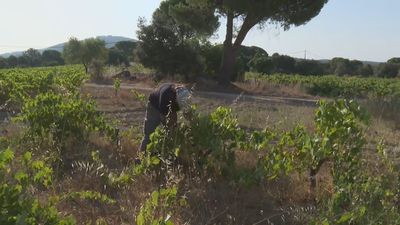 Comienza la vendimia del albillo real, una variedad tempranera autóctona de Madrid