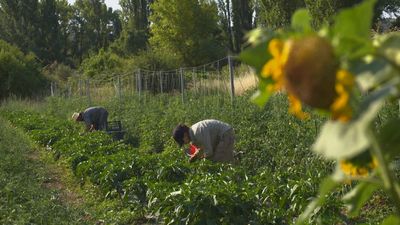 En Torremocha del Jarama se encuentra uno de los huertos más grandes de Madrid