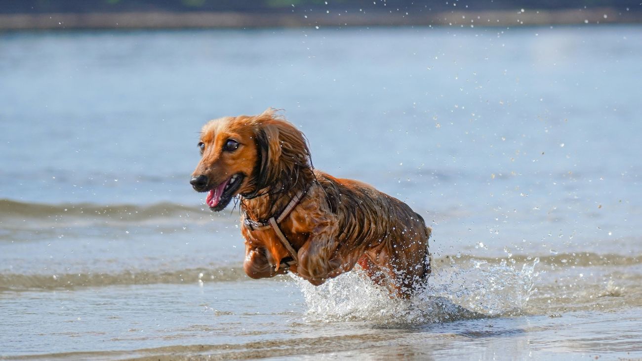 El teckel: la tercera raza de perro más demandada en España