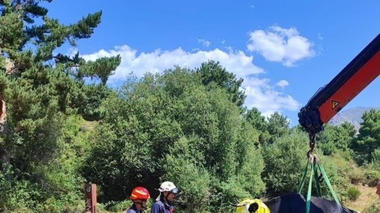 El GERA rescata una vaca que quedó atrapada en un paso canadiense en Navacerrada