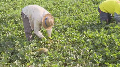 Comienza la campaña de recogida de melones en Villaconejos