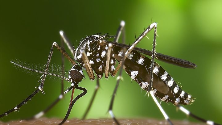 El Ayuntamiento de Las Rozas llama a la colaboración ciudadana para evitar la expansión del mosquito tigre en el municipio