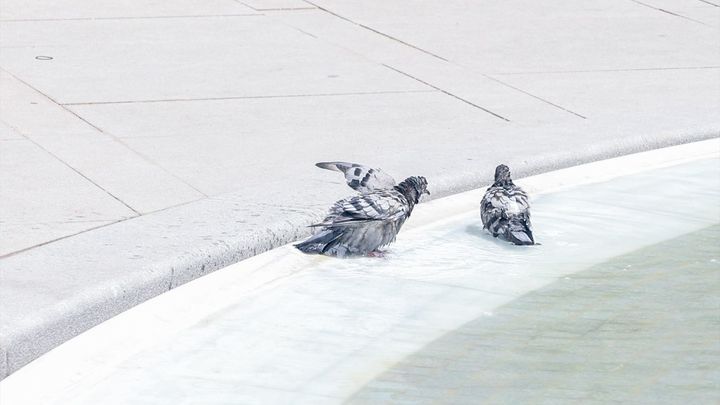 Unas palomas se refrescan en una fuente