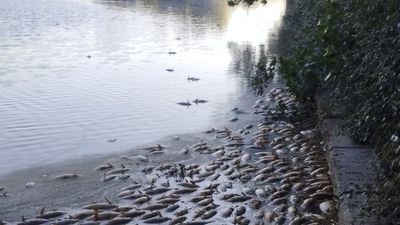 Aparecen decenas de peces muertos en el Parque Juan Carlos I