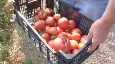 Los mejores tomates de Colmenar Viejo se dan cita en el XIII Concurso de Hortelanos