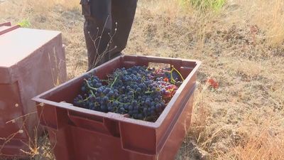 El calor adelanta la cosecha de las garnachas en San Martín de Valdeiglesias