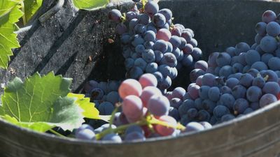 Comienza la vendimia de la uva garnacha