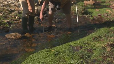 El río Aceña, a punto de perder su caudal a su paso por Santa María de la Alameda