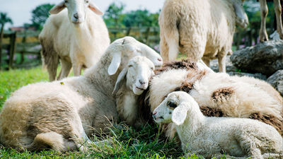 Jóvenes ganaderos y agricultores pueden optar a ayudas del Ministerio de Agricultura