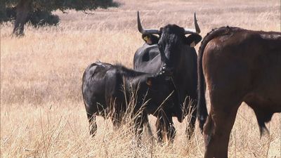 Qué es la carne ecológica y qué características presenta