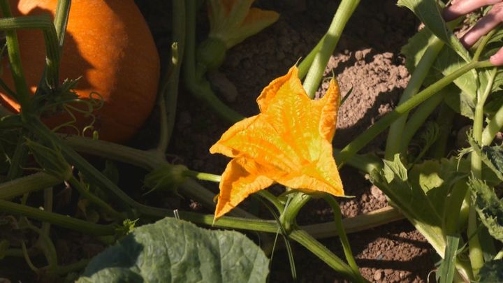 La flor de calabaza: un producto comestible que se cosecha en Aranjuez