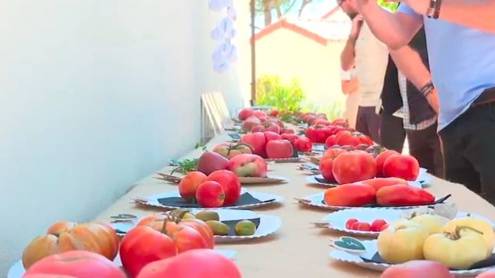 Homenaje al tomate de Madrid en Las Rozas