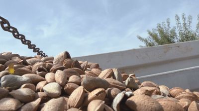 La recogida de la almendra se realiza con una vibración