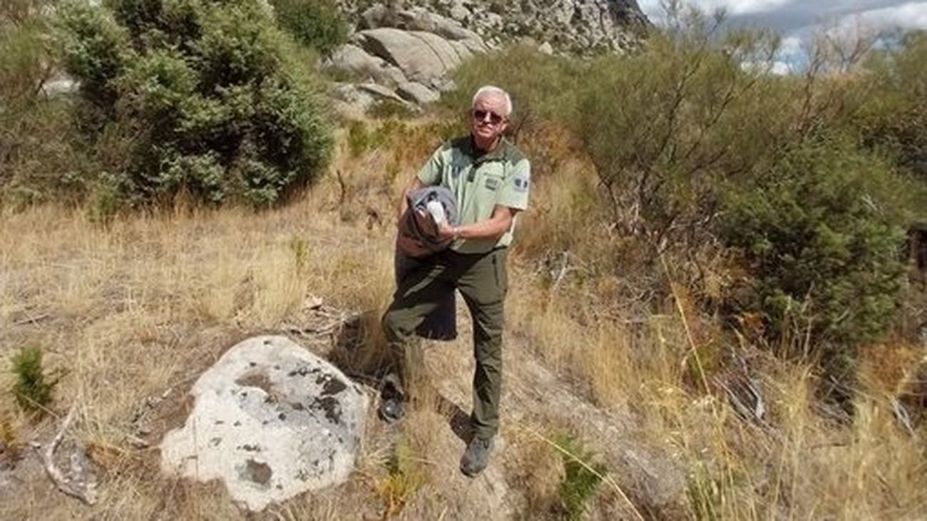 Rescatan a un buitre leonado en La Pedriza