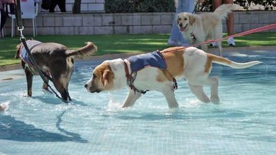 Paracuellos celebra su VI 'chapuzón perruno' con desfile de adopción en su piscina municipal