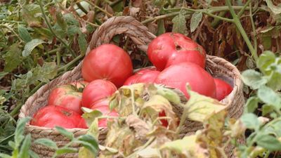 Recolectamos los últimos tomates de la temporada: el azul