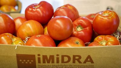 La Comunidad de Madrid estudia la adaptación de 11 variedades de tomate a las vegas del Tajo y Jarama