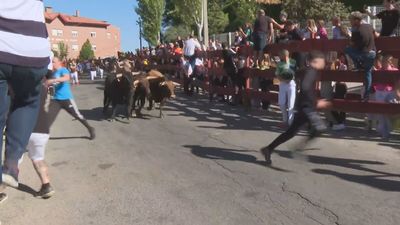 Algete celebra sus fiestas con encierros, recortes y suelta de reses