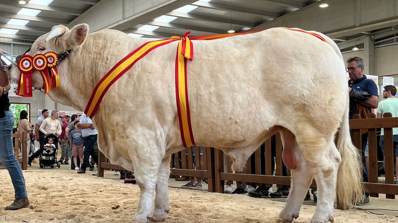 El buey madrileño premiado en la mayor feria agropecuaria de España