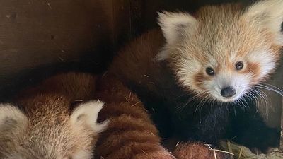 El Zoo de Madrid celebra el Día del Panda Rojo con el nacimiento de dos crías