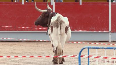 El sorteo de 'la cagada del buey'