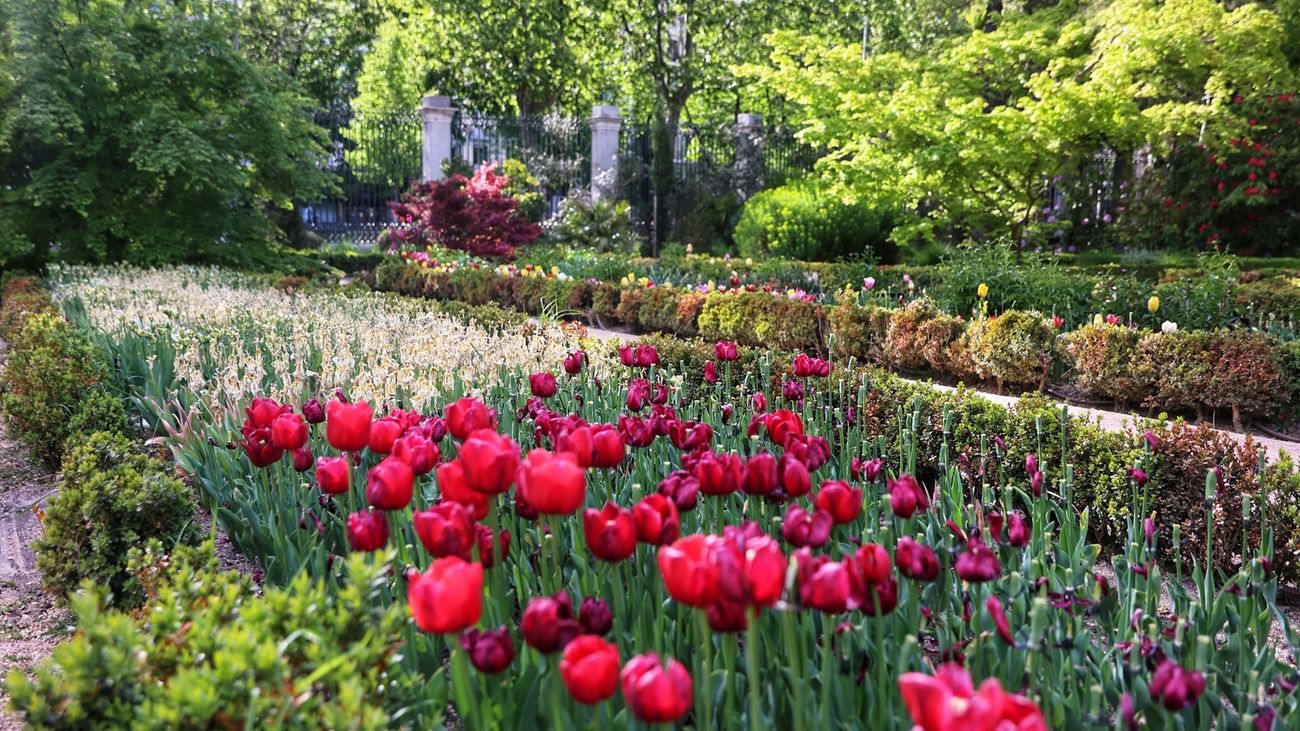 Tulipanes en el Real Jardín Botánico de Madrid