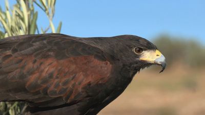 Asistimos a la primera clase de un halcón peregrino