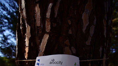 Un árbol de 200 años de Las Rozas participa en una campaña medioambiental europea