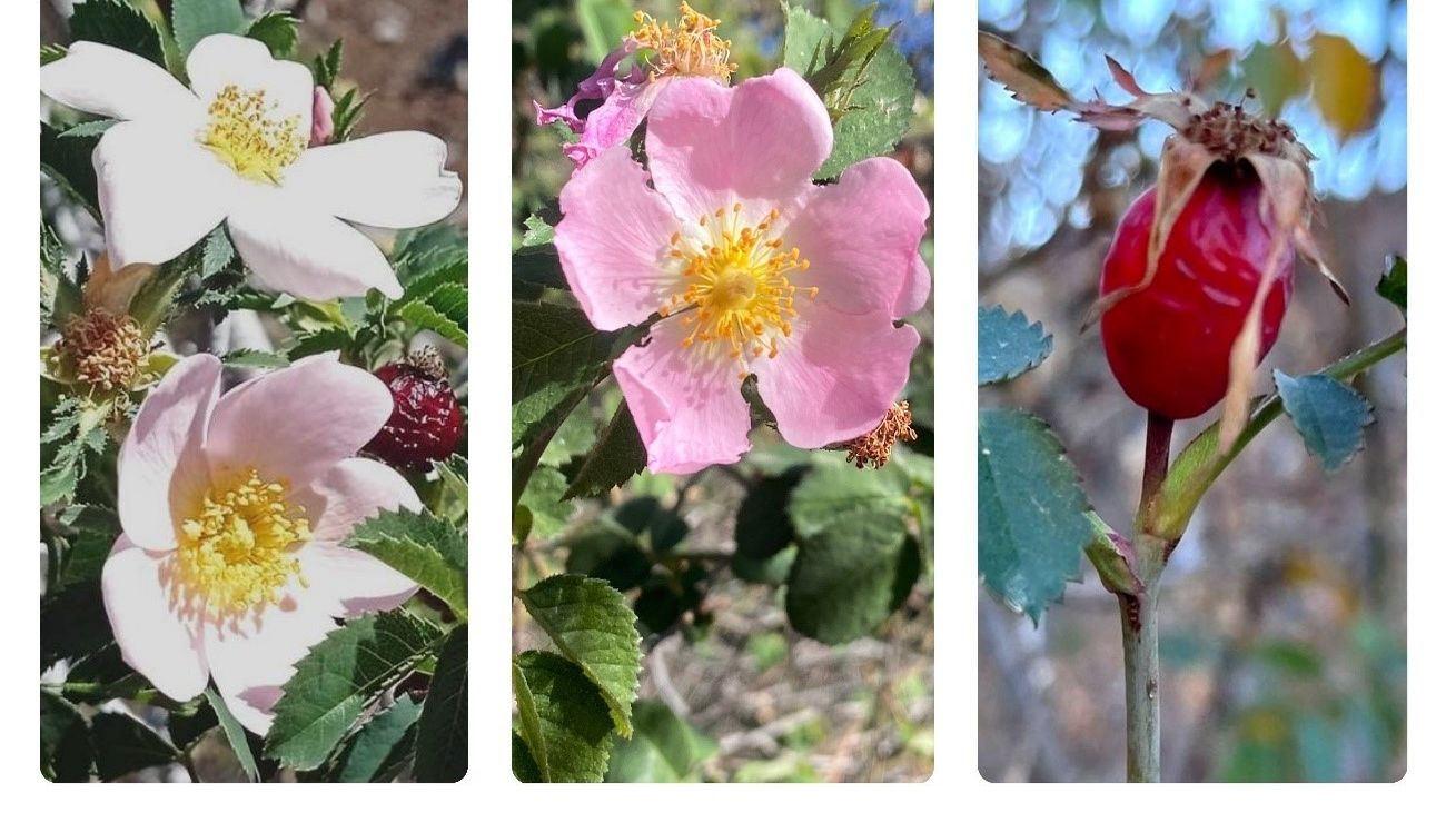 Imágenes de las tres nuevas especies de rosas